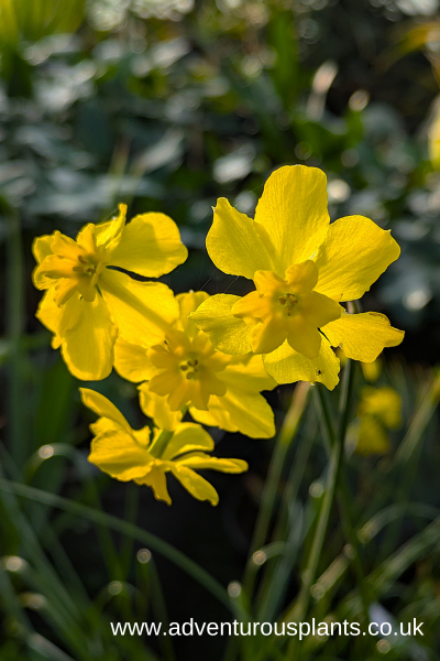 Narcissus cordubensis (1) Narcissus cordubensis