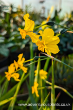 Narcissus cordubensis