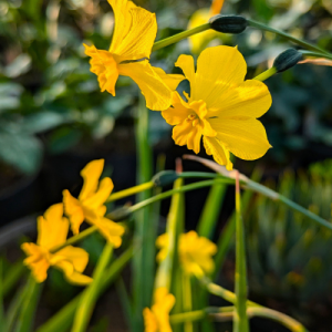 Narcissus cordubensis