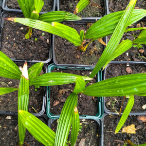 Trachycarpus fortunei