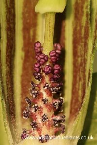 Arisaema amurense flower