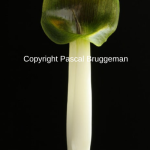 Arisaema siamicum