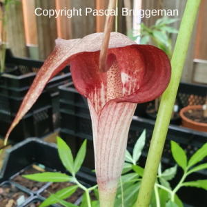 Arisaema urashima 'Koen'