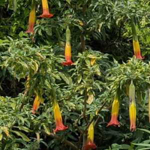 Brugmansia sanguinea