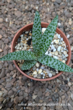 Ledebouria socialis ‘Violacea’