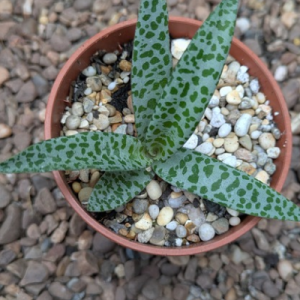 Ledebouria socialis ‘Violacea’