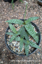 Ledebouria socialis ‘Violacea’