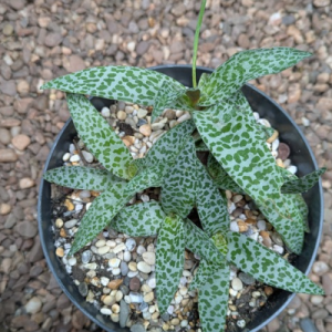 Ledebouria socialis ‘Violacea’
