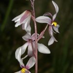 Cyanella orchidiformis
