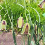 Fritillaria acmopetala